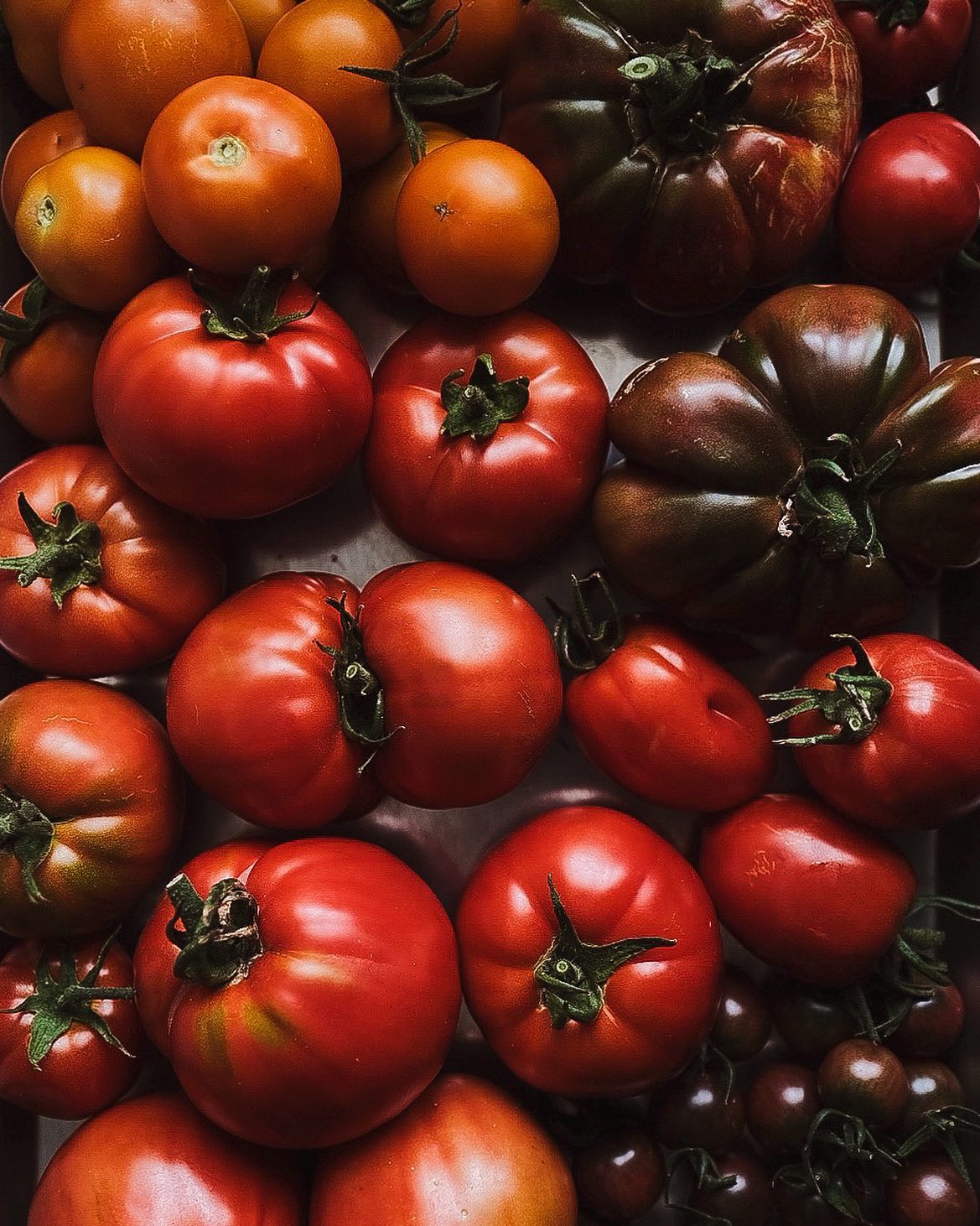 Bounty of the season: Black Krim, Oregon Spring, Amish Paste, Super Fantastic and Black Cherry

The a Black Krim are my favourite, with a subtle smoky flavour that’s perfect for tomato sandwiches. Amish Paste are great for sauces. 

#homegardening #tomatoes